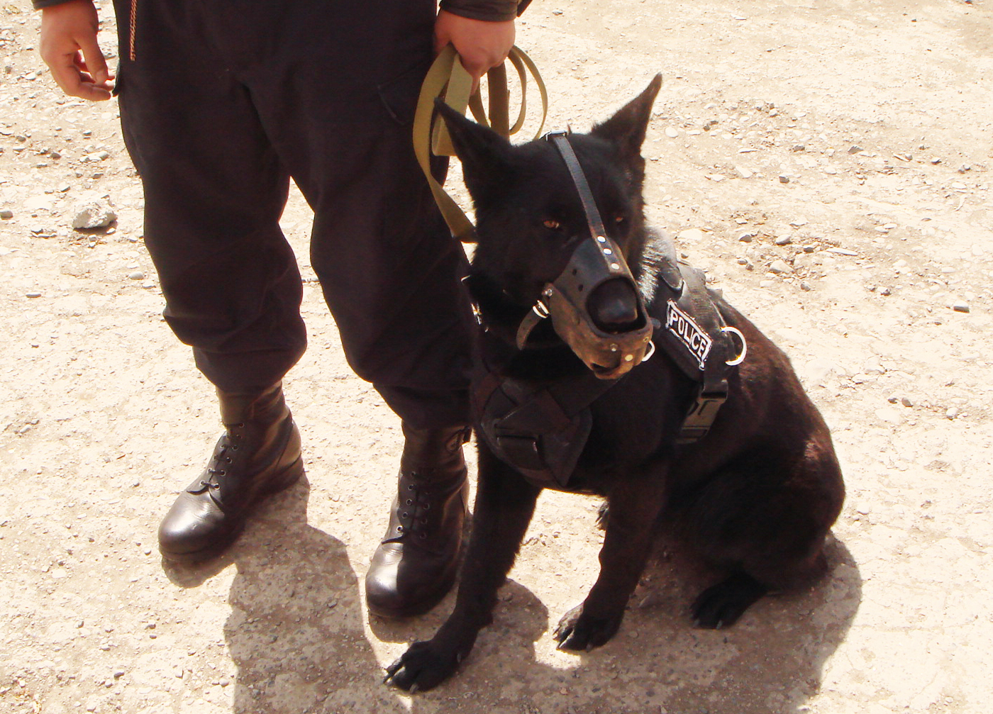 モンゴル国警察機関 警察犬の管理所に行ってきました 愛犬の無添加おやつ みちのくファーム